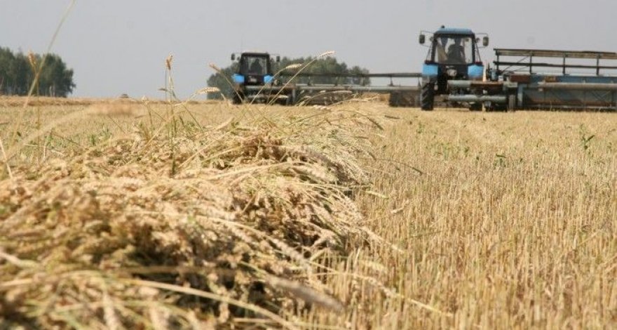 Аграрный сектор Азербайджана вырос на 13%