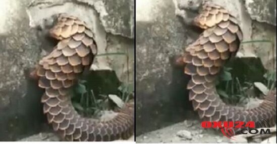 Qorxunc heyvan peyda oldu,divarı dağıdır, insana hücum edir - VİDEO