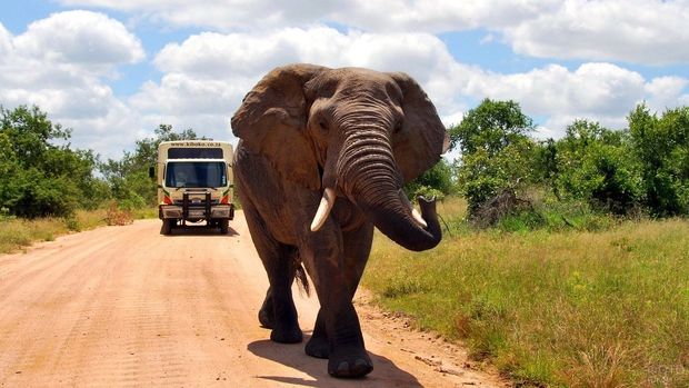 Погоня разъяренного слона за туристами попала на видео