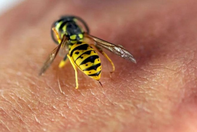 Tovuzda müəllim arı sancmasından öldü