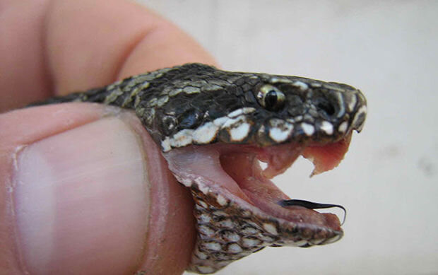 Bərdədə iki qadını ilan sancdı - FOTO