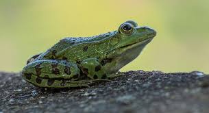 Bu qızın hərəkəti hər kəsi təəccübləndirdi - Evində qurbağa saxlayır - FOTOLAR