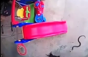 İtlər körpəni ilandan xilas etmək üçün görün nələr etdi - VİDEO