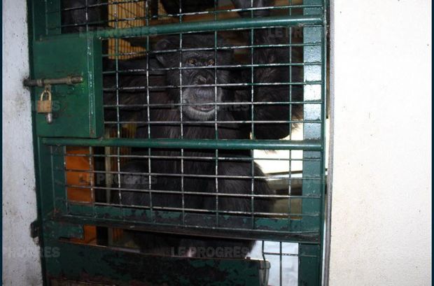 Шимпанзе откусил четыре пальца смотрителю французского зоопарка