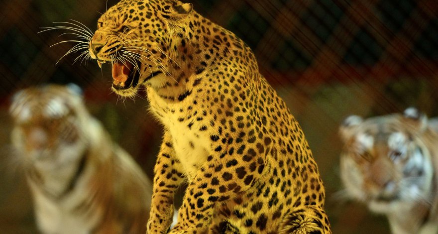 Леопард съел мужчину в его доме