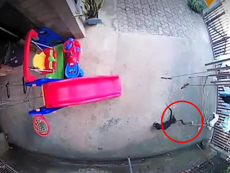 İtlər evdə yatan uşağı ilandan belə qorudular - Ölkə bu görüntülərdən danışır - VİDEO