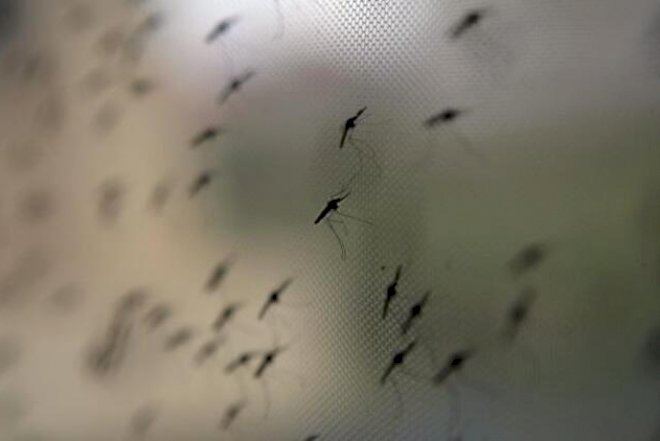 Ağcaqanadlar virus yayır: 1 nəfər öldü - Diqqətli olun!