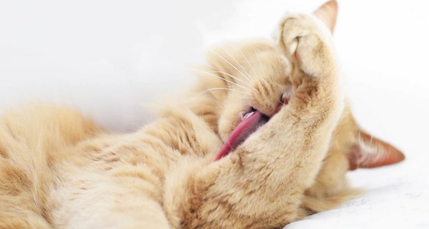 Пищевая добавка сделает любых кошек гипоаллергенными