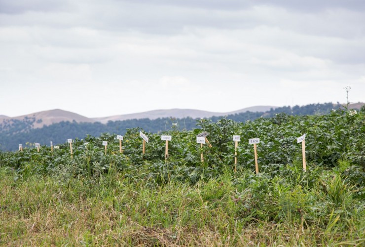 Tovuz Təcrübə Stansiyasının Sarıtala ərazisində milli kartof sortlarının toxumları yetişdirilir