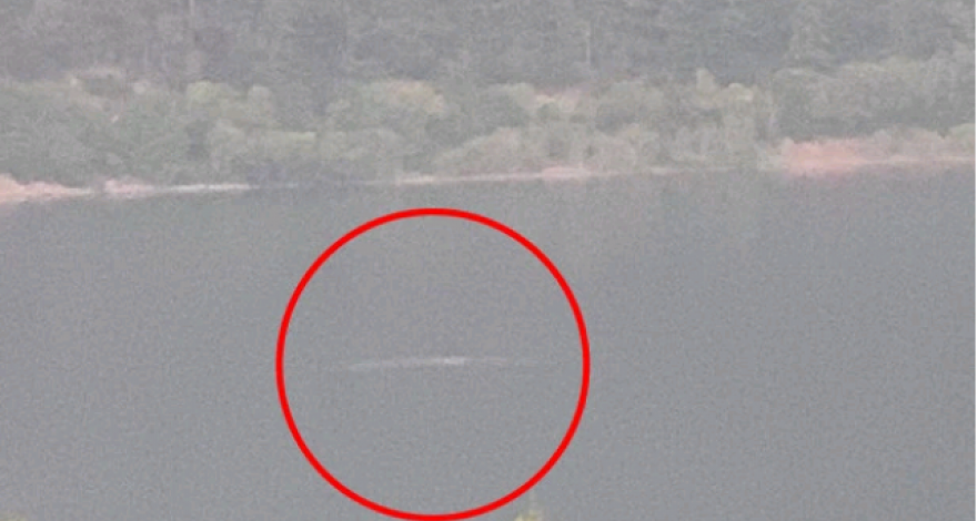 Специалисты заявили об аномальной активности лох-несского чудовища