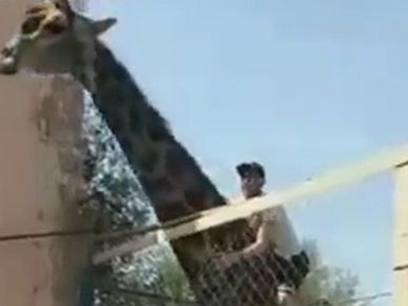 Zooparkda maraqlı anlar: sərxoş kişi zürafənin belinə minib, gəzdirdi - FOTO