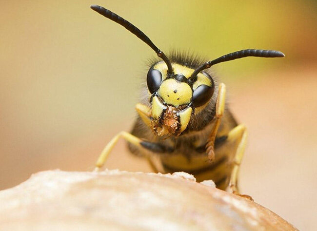 Gəncə sakini arı sancmasından öldü