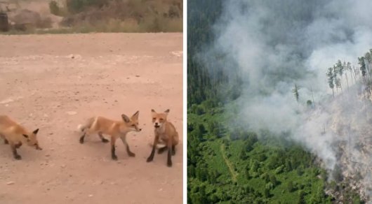 Sibirdə dəhşət: vəhşi heyvanlar insanların üstünə qaçır…