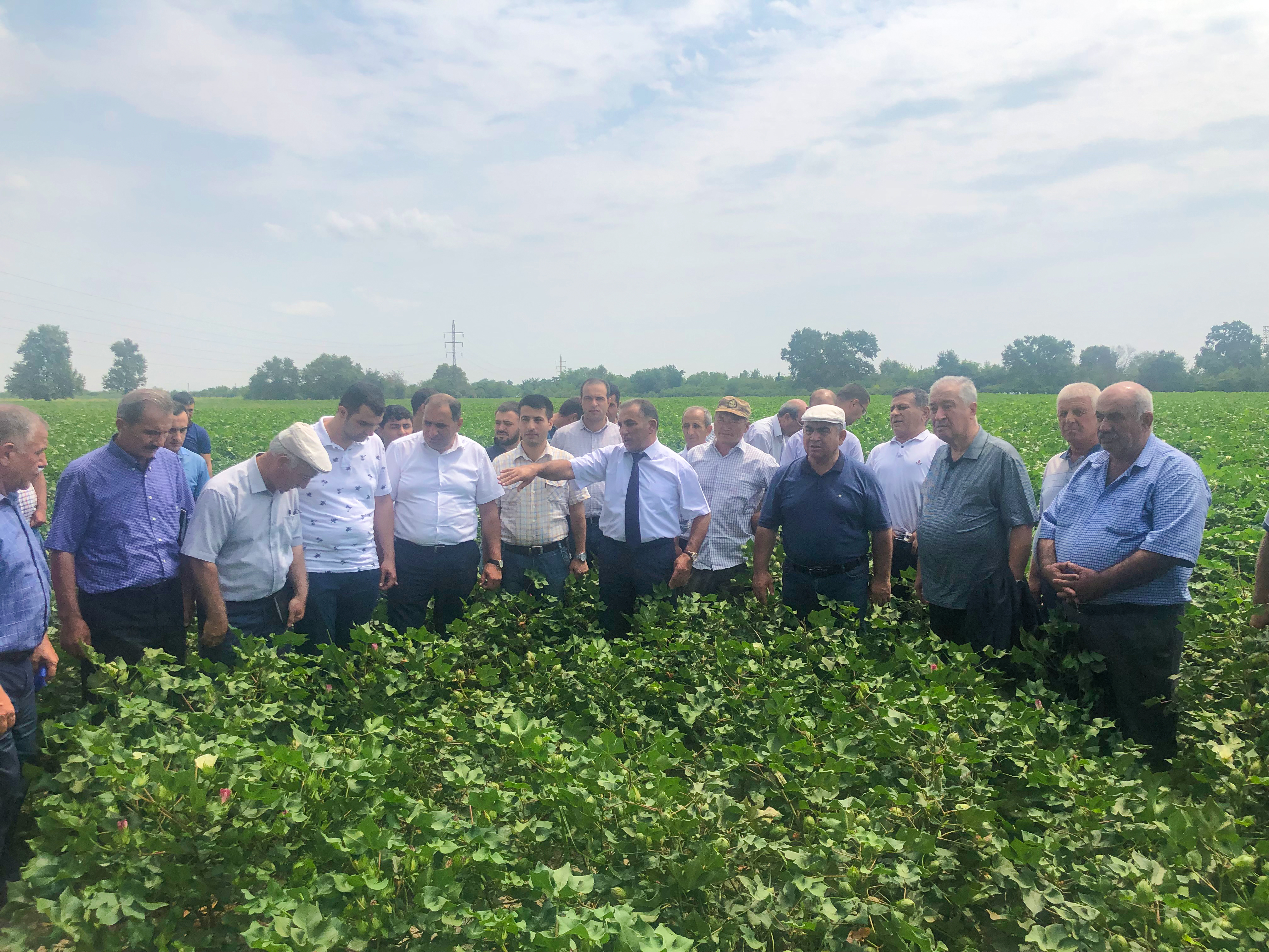 Ucarda Çin texnologiyası ilə əkilən pambıq sahəsində aqrotexniki qulluqla bağlı tarla seminarı keçirilib