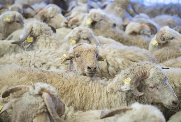 Qurban bayramı ilə əlaqədar “Kənddən Şəhərə” yarmarkası təşkil ediləcək