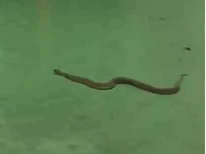 Большая змея в 28 Mall напугала людей – ВИДЕО