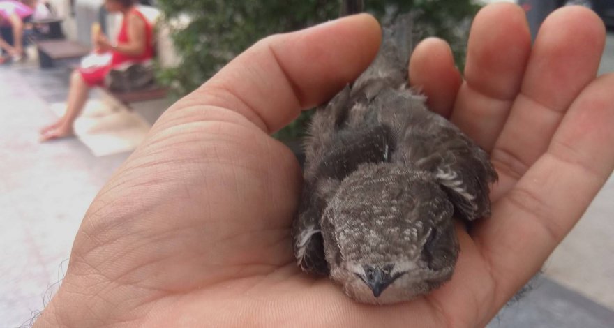 В Баку обнаружена птица редкого вида - ФОТО