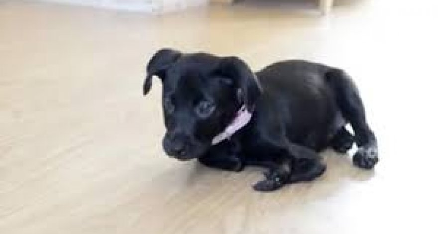 В Британии появился на свет щенок с шестью лапами - ВИДЕО