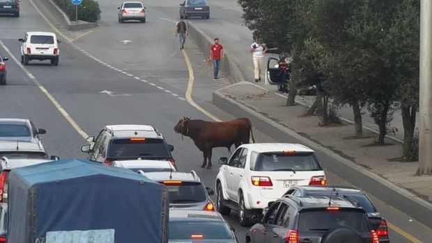 Bakıda qurbanlıq dana prospekti bir-birinə qatdı - VİDEO