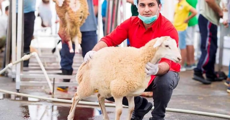 Qurbanlıq yarmarkalarda qiymətlər nə qədərdir? - RƏSMİ