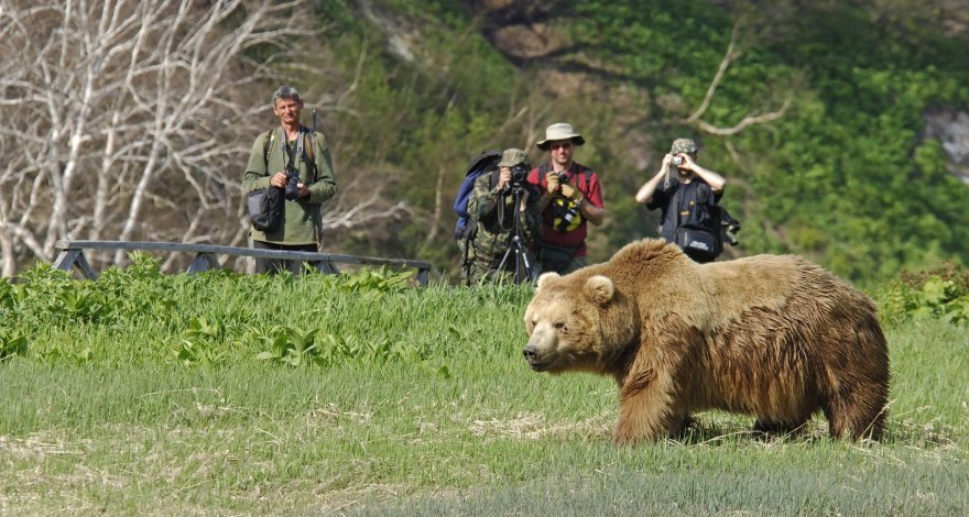 Медведи перекрыли дорогу туристам