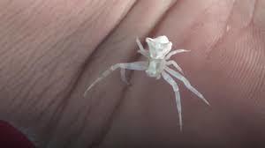 İnsan üzlü hörümçək görənləri şok etdi - FOTO