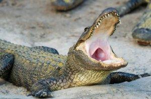 Timsah “Tank” ləqəbli 45 kiloqramlıq iti yedi - FOTO