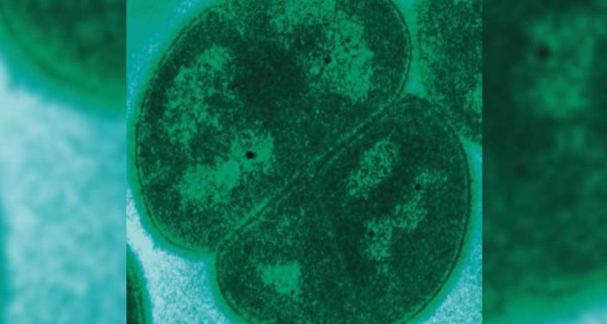 Ученые предсказали, какая эпидемия наступит в ближайшеее время