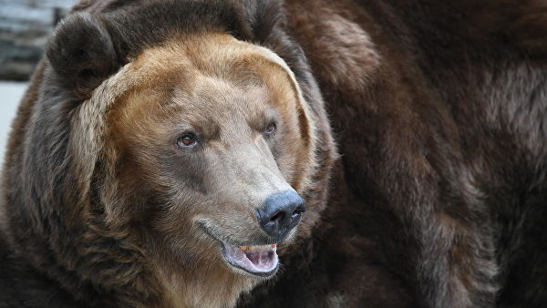Медведь утащил покойника из могилы