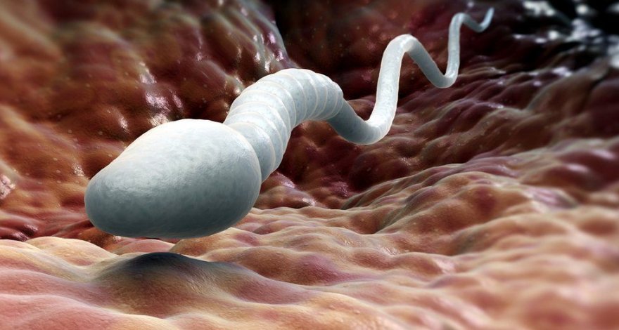 Ученые разработали технологию выбора пола при искусственном оплодотворении