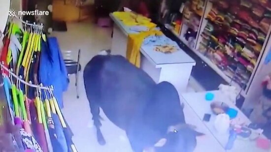 Dəhşətli anlar kameraya düşdü: Öküzlər dükanın şüşəsini sındırıb qadınları əzdi+VİDEO