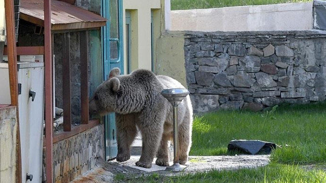 Ac ayı evə girdi - Polisi görərək divarı uçurub qaçdı