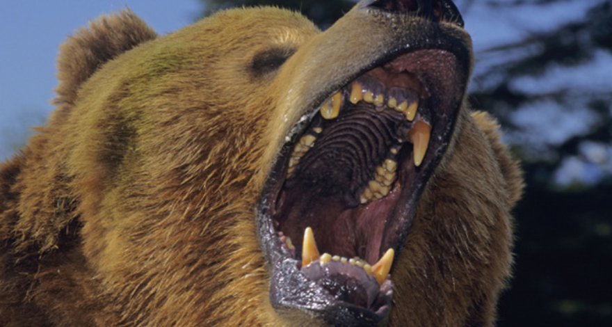 Медведь напал на россиянку и получил от ее приятеля ножом в глаз