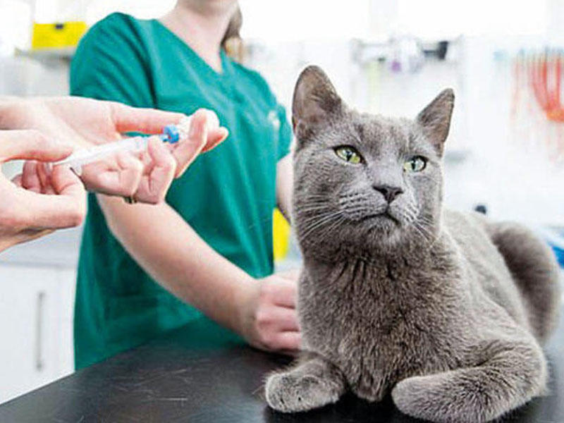 Alimlərdən SENSASİYALI KƏŞF: Sən demə pişiklər...