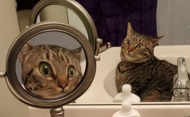 Шокированный кот восхитил пользователей Сети - ФОТО