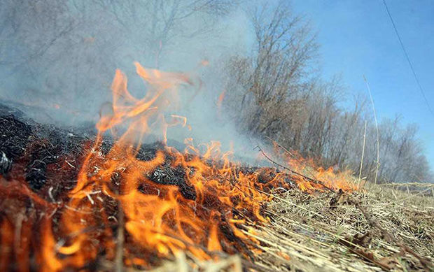 Пожар в Гирканском национальном парке - ФОТО