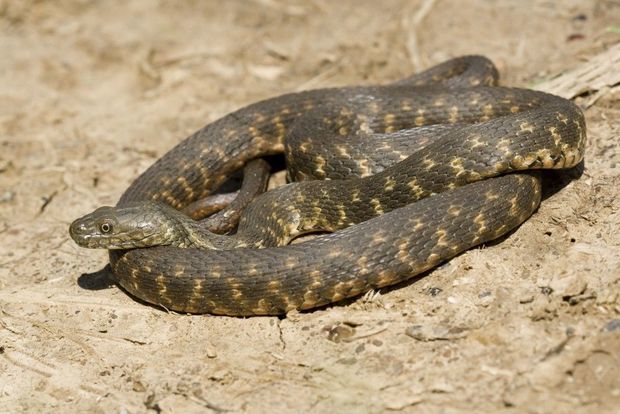 Так ли опасны змеи на бакинских пляжах? - ВИДЕО