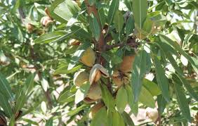 Azərbaycanda yeni salınan badam bağlarından ilk məhsul yığılacaq