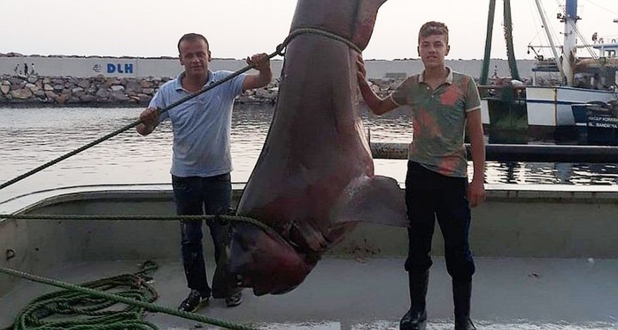 Турецкие рыбаки выловили пятиметровую акулу весом около тонны – ВИДЕО