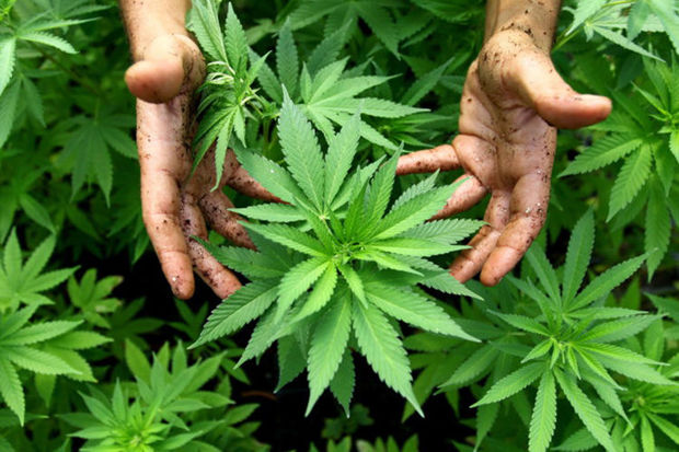 В Сабирабаде задержан 61-летний 