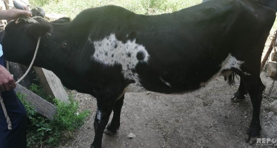 В Лерикском районе среди животных распространилось заболевание