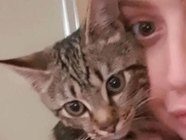 Pişiyin ayağı telefona dəydi, qızın çəkdirdiyi lüt şəkillər internetə düşdü - And içirəm ki, mən etməmişəm... - FOTO