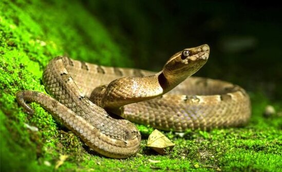 Gənc oğlanı ilan sancdı - FOTO