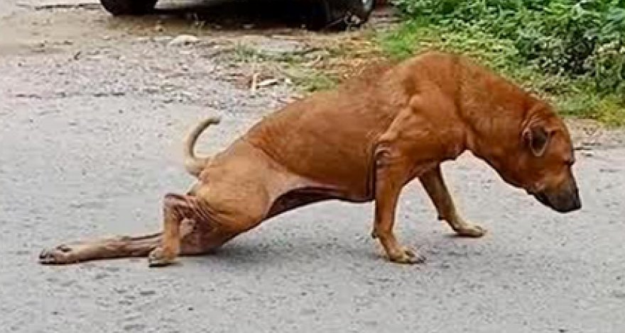 Собака нашла хитрый способ выпрашивать еду у прохожих и прославилась