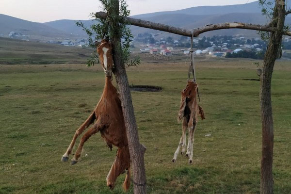 Daşkəsəndə görünməmiş vəhşilik: Öldürüb, dirəkdən asdılar (FOTOLAR)