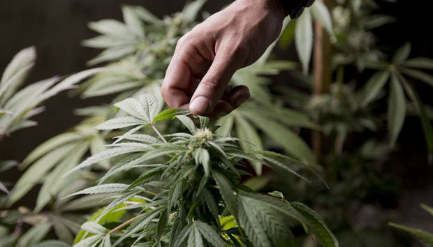 Çöllükdə çətənə kolları əkdilər