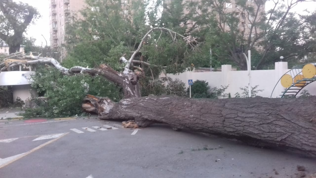 Azərbaycanda nəhəng ağac turist bazasına aşdı - FOTO