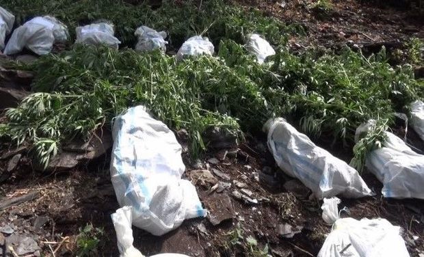 В Балакене задержаны наркоплантаторы