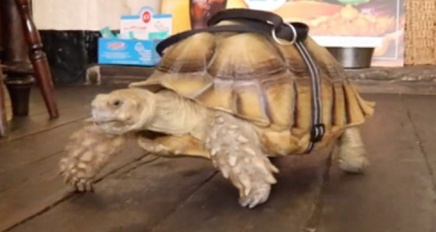 Хозяин научил свою черепаху ползать в пивную