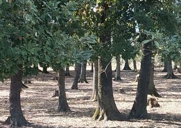 В Астаре вырубили деревья, в дело вмешалось Минэкологии - ВИДЕО/ФОТО